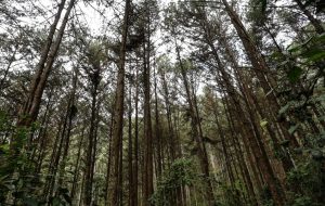 SP registra o menor número de desmatamento na Mata Atlântica e no Cerrado em cinco anos