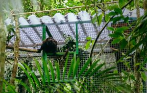 Macacos bugios-ruivos voltam à natureza após imunização contra febre amarela