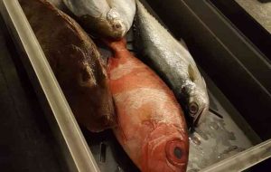 Instituto da Pesca dá dicas de peixes bons e baratos para a Semana Santa