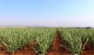 Estado de SP quer dobrar áreas irrigadas em quatro anos
