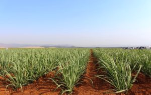 Estado de SP quer dobrar áreas irrigadas em quatro anos