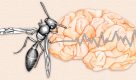 Molécula extraída da peçonha de vespas é promessa para controle da epilepsia