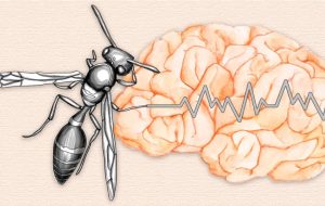 Molécula extraída da peçonha de vespas é promessa para controle da epilepsia