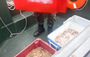 Pesca ilegal: PM Ambiental apreende 100 kg de camarão no litoral de SP