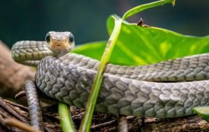 Butantan: conheça a cobra-cipó, a serpente que gosta de viver em árvores e arbustos