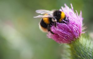 Aquisição de abelhas sem ferrão em extinção impulsiona pesquisa na Fatec