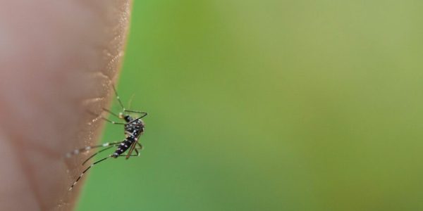 Butantan: entenda por que risco de ter dengue grave aumenta na segunda infecção