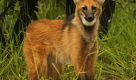 Governo de SP abre enquete para batizar a família resgatada do lobo-guará Lucky