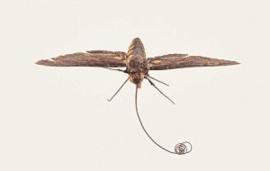 Conheça 5 relíquias da coleção de insetos do Butantan