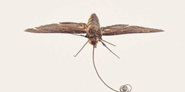 Conheça 5 relíquias da coleção de insetos do Butantan